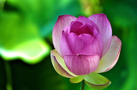purple petaled flower thumbnail