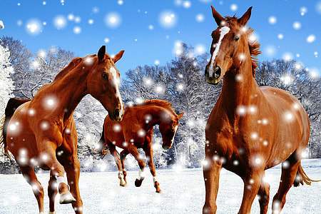 three brown horse on snow field thumbnail