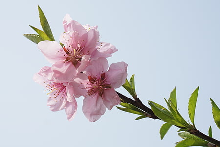 white cherry blossoms in close-up photography thumbnail