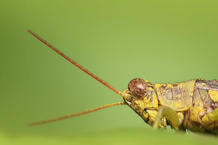 selective focus photography of green grasshopper thumbnail