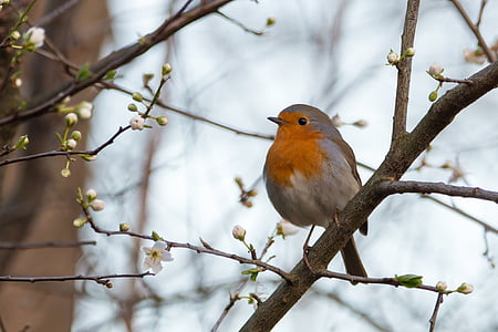 orange and white bird on tree branch thumbnail