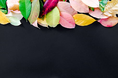 assorted-color leaf illustration thumbnail