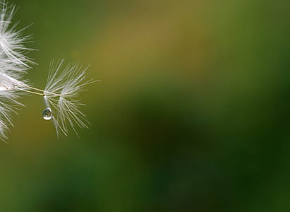 white feather and water drop thumbnail
