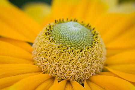 macro photography of yellow petaled flower thumbnail