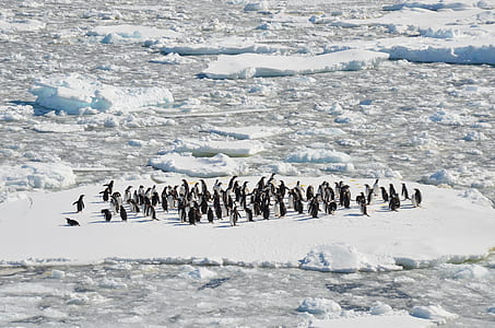 group of penguins on snow coated ground thumbnail