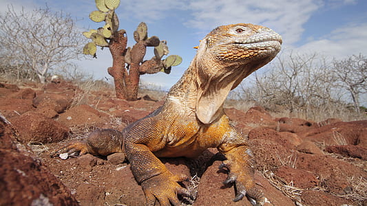 Comodo dragon near cactus plant thumbnail
