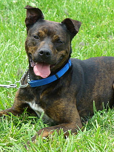 adult brindle American pit bull terrier on grass field thumbnail