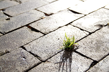 green leaf plant during daytime photo thumbnail