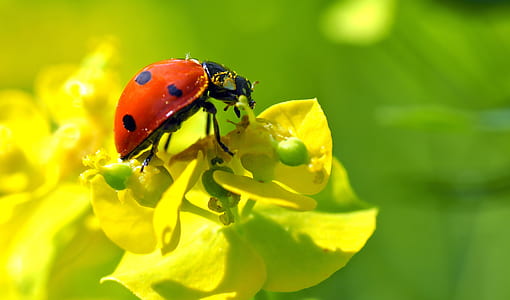 ladybug perching on yellow flower thumbnail