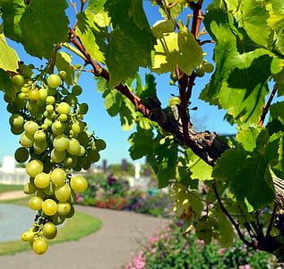 Green Grapes Fruit thumbnail