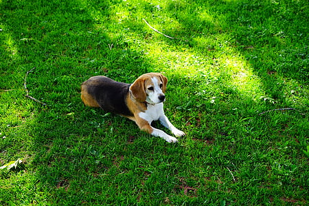 dog laying on grass during daytime thumbnail