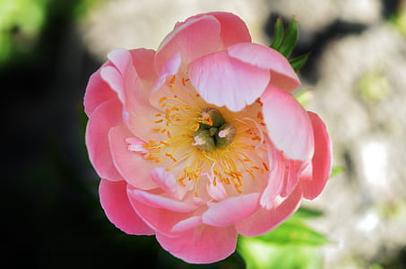 top view photo of pink tulip flower thumbnail