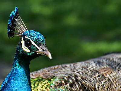 blue peacock in shallow focus photography thumbnail