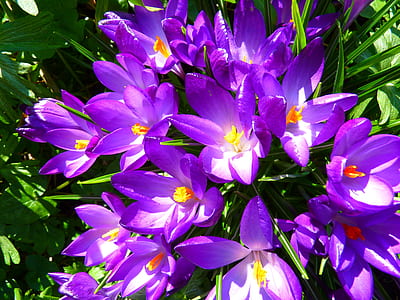 photography of purple flowers thumbnail