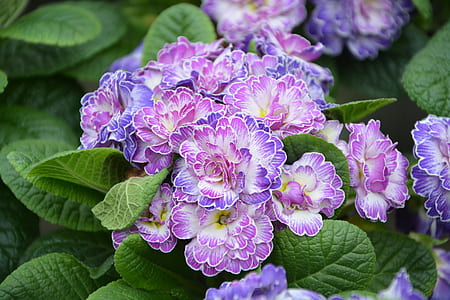 blooming pink and purple flowers thumbnail