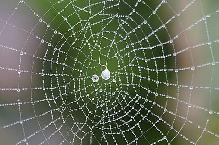 macro photography of spider web with raindrops thumbnail