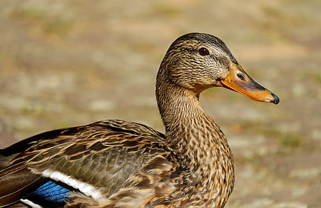 photo of brown and blue duck thumbnail