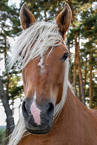 brown horse closeup photography thumbnail