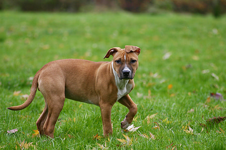 white and brown American pit bull terrier puppy on green grass field at daytime thumbnail