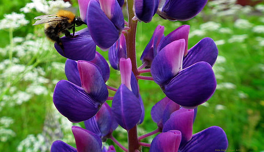 purple flowers selective focus photography thumbnail