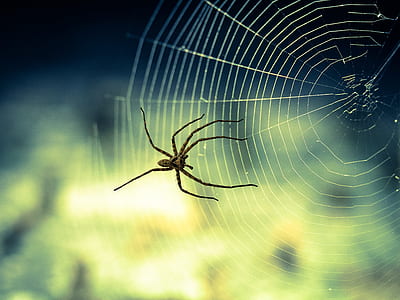 closeup photo of nursery web spider on web thumbnail