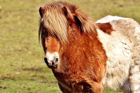 brown and white pony standing on green grass field thumbnail
