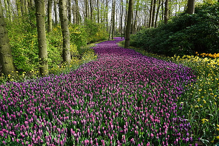 purple and green flowers thumbnail