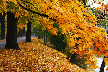 maple trees thumbnail