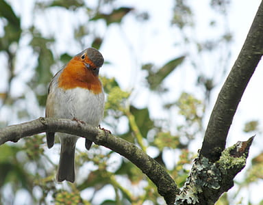 white and brown bird on tree branch thumbnail