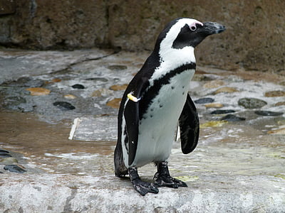 black and white penguin thumbnail