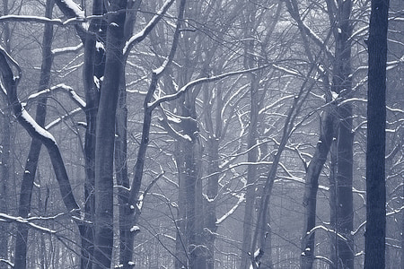 bare tree covered snow wallpaper thumbnail