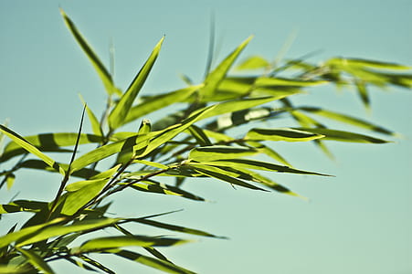 close-up photography of green leaf thumbnail