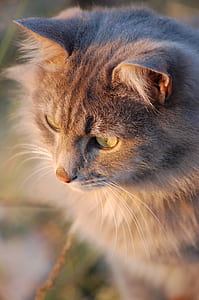 gray tabby cat thumbnail