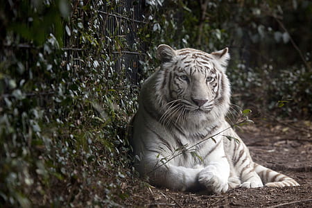 white tiger near green leafed plant thumbnail