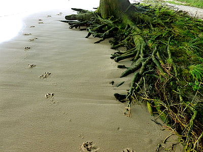 trees beside sand thumbnail