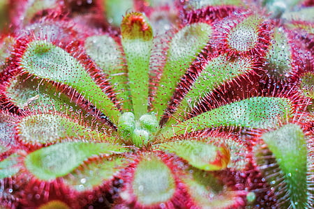 micro photography of green and pink flowers thumbnail