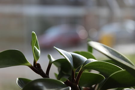shallow focus photography of green leaves thumbnail