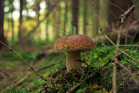 selective focus photography of brown mushroom thumbnail