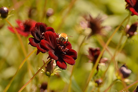 selective focus photography of yellow bee on pistil of red petaled flower thumbnail
