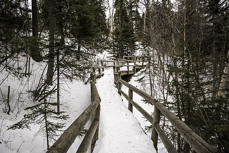 Walkway through the trees in the snow at Cascade River State Park, Minnesota thumbnail