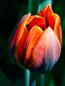 orange and black tulip on macro shot thumbnail