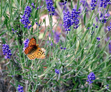 brown butterfly on purple petaled flower thumbnail