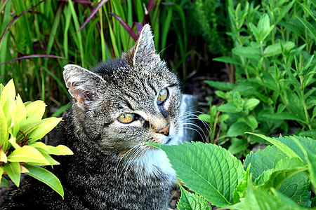 adult silver tabby cat in between plants thumbnail