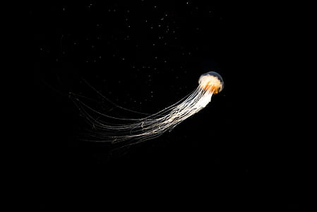 yellow jellyfish thumbnail
