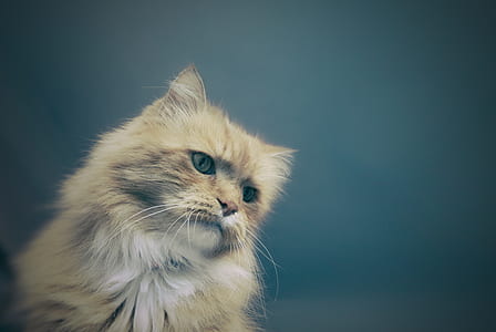 macro photography of grey kat thumbnail