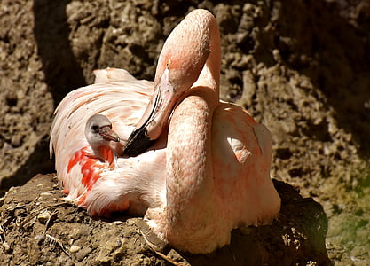 pink flamingo sitting beside chick taken during daytime thumbnail