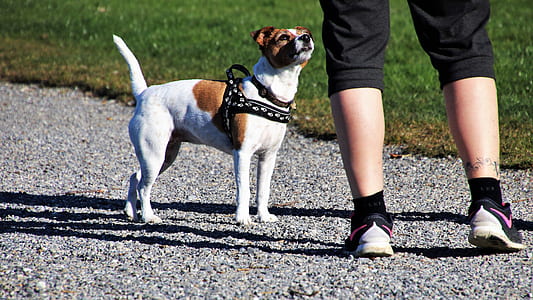 person stands infront of dog thumbnail