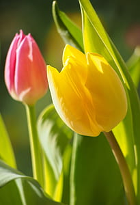 closeup photo of two pink and yellow tulips thumbnail