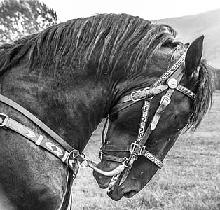 grayscale photography of horse thumbnail