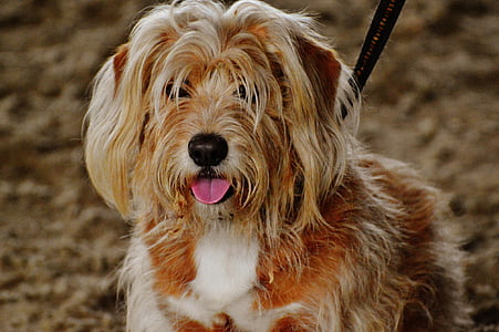 adult tan and white Havanese with black leash showing its tongue thumbnail